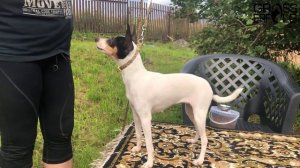 Как приучить собаку к стойке для выставки?