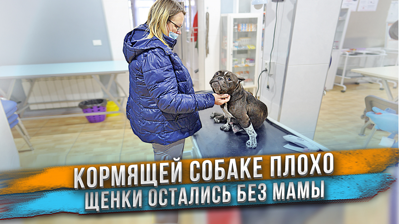 Щенки остались без мамы! C собакой происходит что-то странное! Никто не знает что это. смотреть онлайн