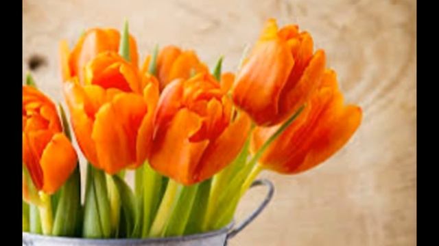 любимые желтые тюльпаны..... смотреть онлайн