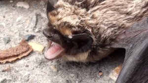 Летучая мышь