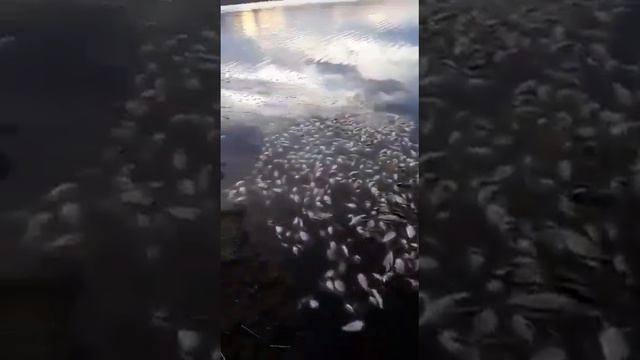 куда смотрит администрация района и те кто взял водоём в аренду?!! смотреть онлайн