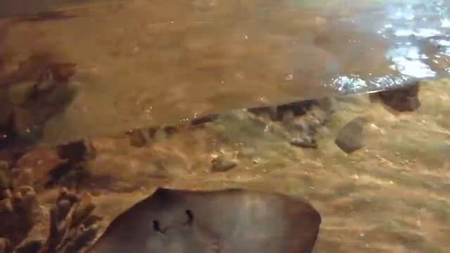 Ну дай ням ням:))) Смешное видео, видео прикол:)