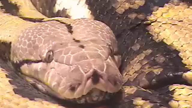 Longest Snake, Guinness World Record's 2011, Fluffy in Tornado World's Largest Elephant Exhibit смотреть онлайн