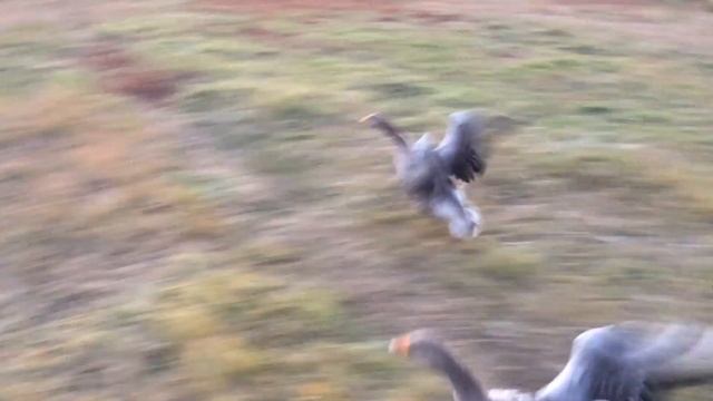 Гуси учатся летать смотреть онлайн