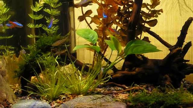 Декорирование аквариума корягой смотреть онлайн