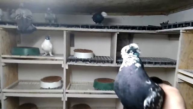 Начало племенного сезона голубей ! смотреть онлайн