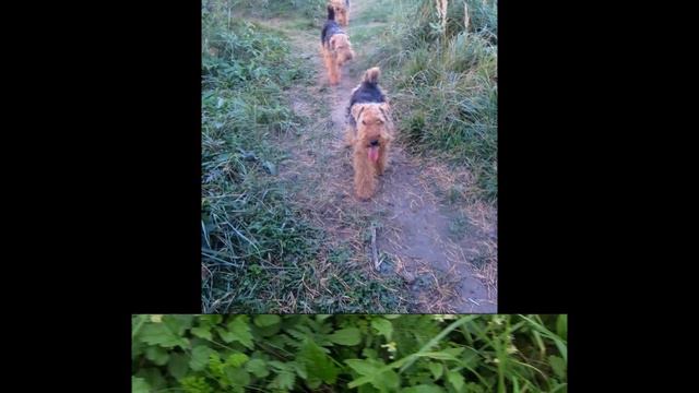 Welsh Terriers See Off September, 2017.
