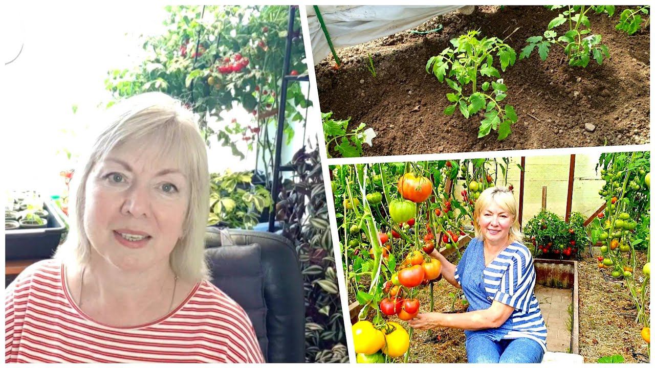 Выращиваем КРЕПКУЮ РАССАДУ томатов без пикировки в квартире ПРОСТЫЕ ПРАВИЛА смотреть онлайн