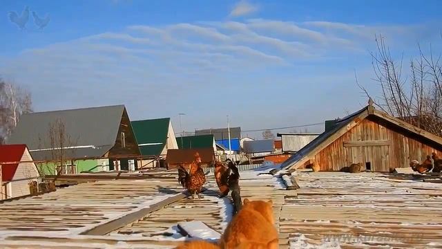 Сибирские деревенские кошки и Павловские куры Siberian Farm cats and Pavlovskie Chickens смотреть онлайн
