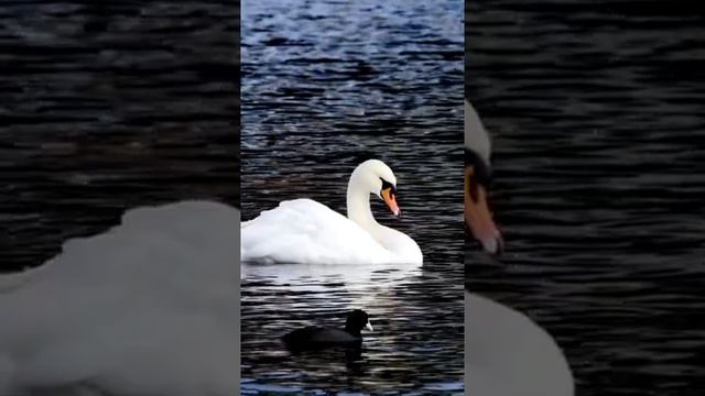 animals panda food graceful swan and buffalo.shorts.животные панда питание грациозный лебедь буйво смотреть онлайн