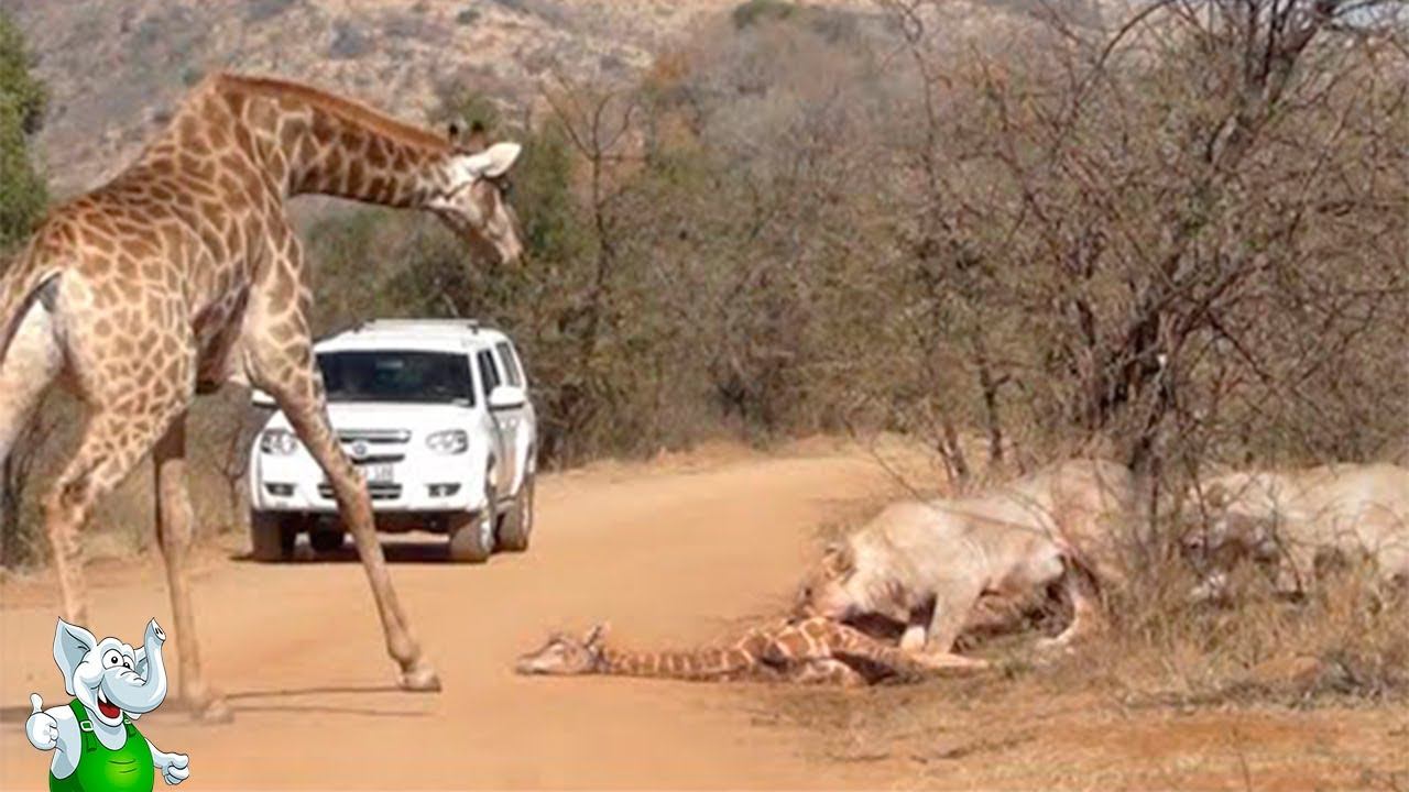 Лев в Деле / Лев против Жирафа, Слона, Буйвола смотреть онлайн