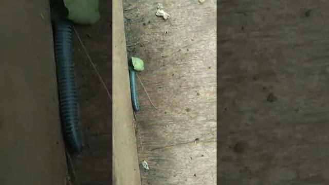 мем сколопендра мемная смотреть онлайн