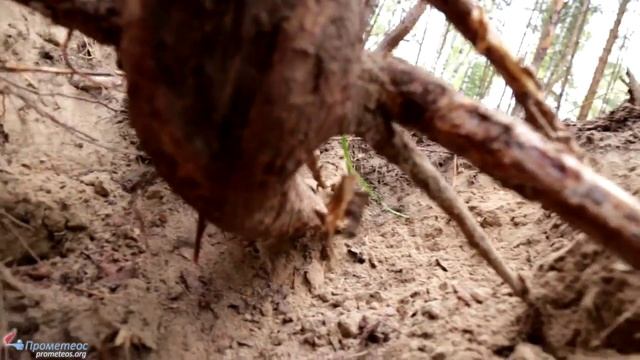 Разгадки Танцующего леса. Причина аномального развития. смотреть онлайн