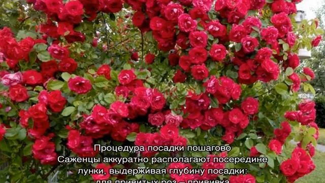 Роза Фламментанц (Flammentanz) — посадка и уход, как обрезать после цветения смотреть онлайн