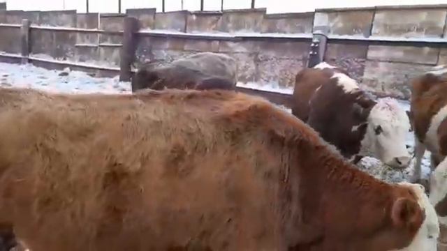 продажа стадо коров глубокие стельности веса 550 +     +79220355557