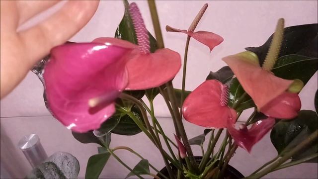 Антуриум Карма Пурпур (Karma Purple), обзор сорта