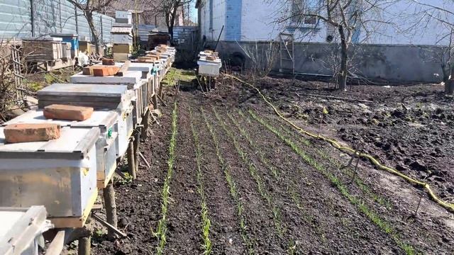 Подкормка пчел медовым сытом смотреть онлайн