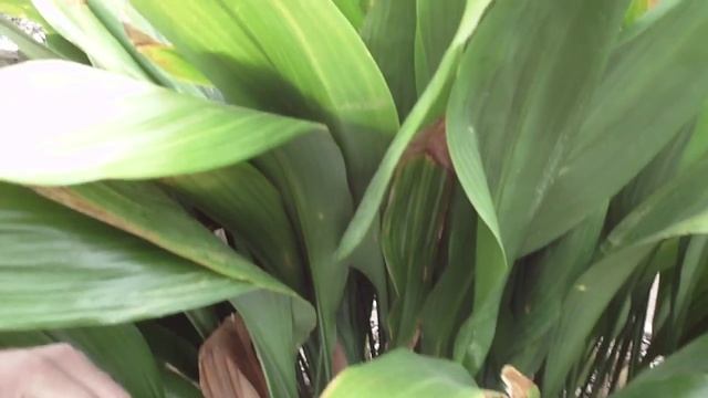Aspidistra elatior 蜘蛛抱蛋 смотреть онлайн