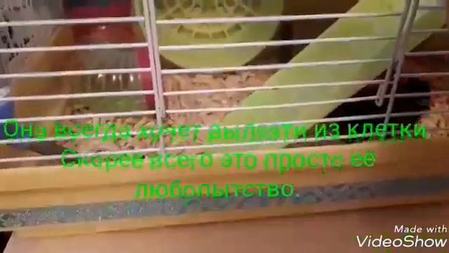 Мой джунгарский хомяк Пухля!!! смотреть онлайн