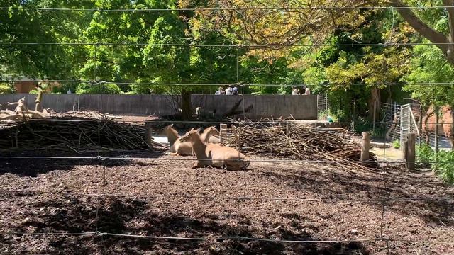 Zoo Zürich (Switzerland) смотреть онлайн