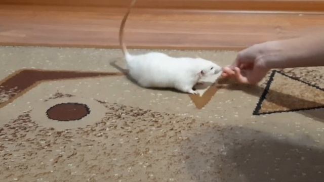 Дрессировка крыс/ Rats tricks. Крысам 9 месяцев смотреть онлайн