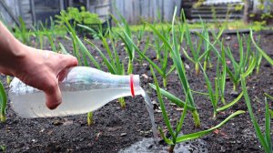 Аптечный дешевый раствор идеальная первая подкормка чеснока. Зубчики с кулак, а перья не желтеют.