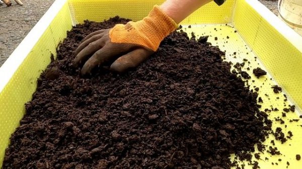 ? Выращивание червя дендробена часть 2. Высадка коконов #DENLife