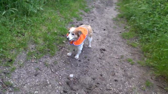 Kooikerhondje - Wij houden van Oranje (June 2021) смотреть онлайн