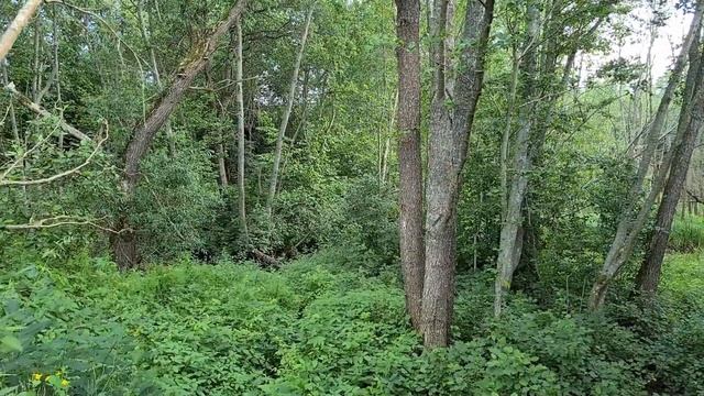 Нашли очередные руины XIX века! Туризм 2020. Отдыхаем вместе. Природа беларусь. Отдых в беларуси.