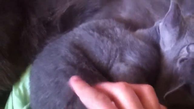 Котята и мама))) смотреть онлайн