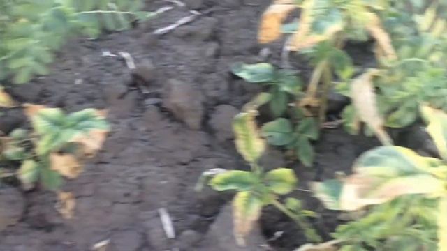 Нут. Гербицид Лентагран. Борьба за посев. 30.05.18 смотреть онлайн