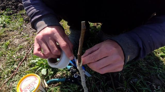 ?САМЫЙ ПРОСТОЙ способ ?%. Весенняя прививка деревьев??? смотреть онлайн