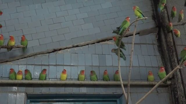 Rosy-faced lovebird?Agapornis roseicollis❇️розовощекий неразлучник смотреть онлайн