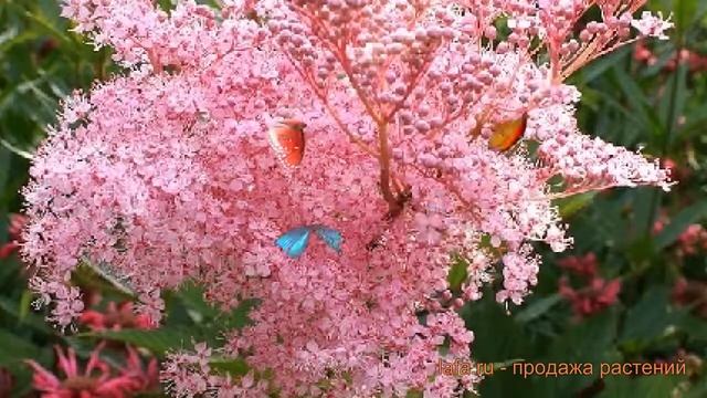 Лабазник обыкновенный Каоме (kahome) ? обзор: как сажать, саженцы лабазника Каоме смотреть онлайн