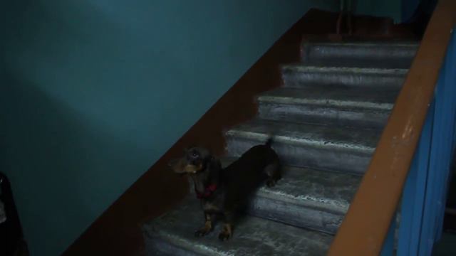 Dachshund - reverse movement смотреть онлайн