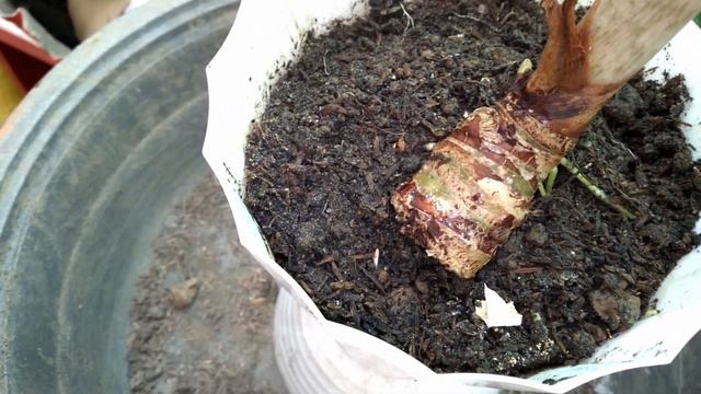 ALOCASIA BATWING. From Bulb To Live Plant.