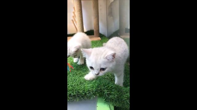 Tiny Munchkin Kittens That Will Lighten Up Your Day смотреть онлайн