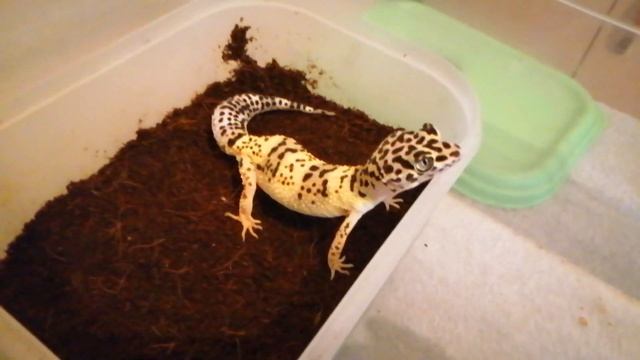 Самка морфы Лемон Фрост. Разведение эублефаров дома. Экзотические животные дома. смотреть онлайн