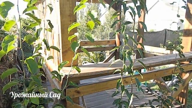 Растение Которое Должно Быть У Каждого. Актинидия. смотреть онлайн