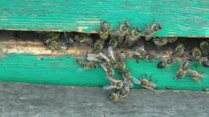 Основная причина осеннего слета пчел