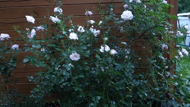 роза Нью Доун