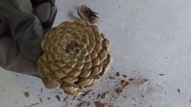 DIY Очень простая осенняя поделка из шишек в садик ДОМ где живет ГНОМ смотреть онлайн