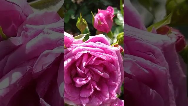 Роза Блю Герл /Blue Girl / Роза   Клэр Маршалл / Claire Marshall