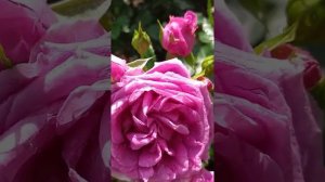 Роза Блю Герл /Blue Girl / Роза   Клэр Маршалл / Claire Marshall