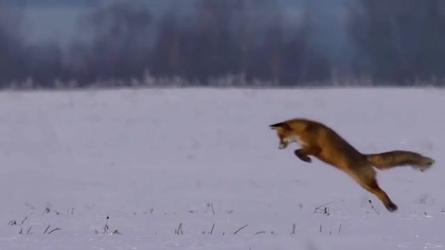 Лиса Мышкуется ?