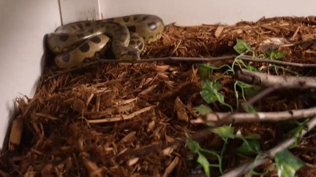Burmese Python EATS a BIRD , 2 GREEN ANACONDA / Multiple Boa Constrictors Eating смотреть онлайн