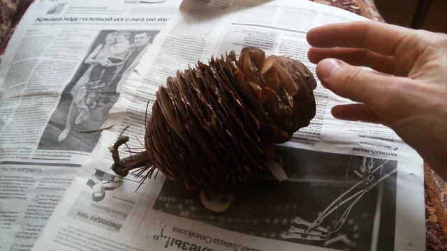 Гималайский кедр, семена, саженцы, шишки. Cedrus deodara смотреть онлайн
