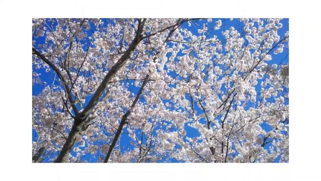 Легкая музыка смотреть онлайн