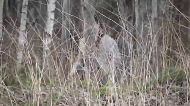 В Луховицах в объектив видеокамеры попался Снежный человек! смотреть онлайн