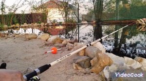ловлю рыбу в своем пруду